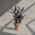 Mature Begonia Julau Thin Leaf with narrow dark leaves and pink spots in an aged terracotta pot