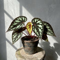 Mature Begonia Lucifer with dark leaves and mint-green blotches in an aged clay pot