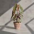 Mature Begonia malachosticta with long olive-green leaves and pink spots in an aged terracotta pot