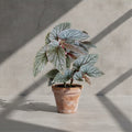 Mature Begonia Maurice Amey with silver-stippled grey-green leaves in an aged terracotta pot