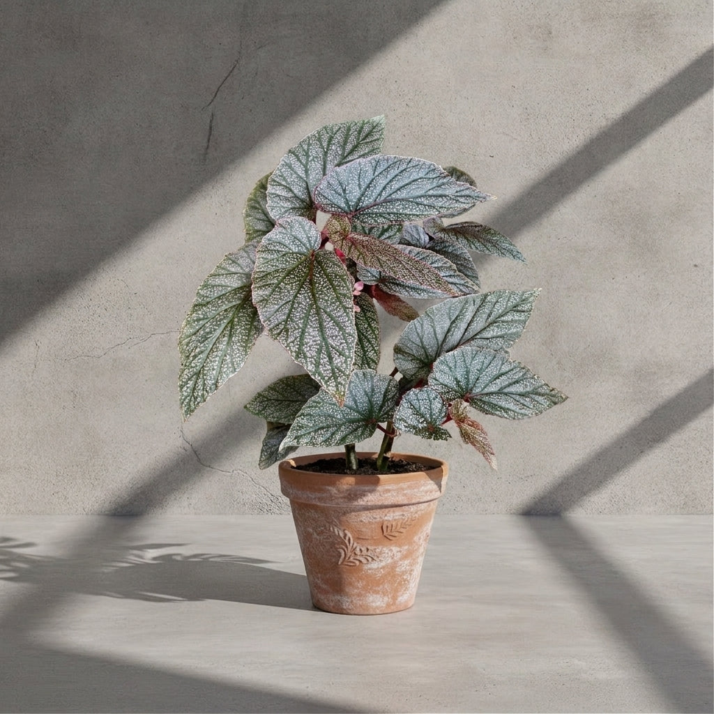 Mature Begonia Maurice Amey with silver-stippled grey-green leaves in an aged terracotta pot