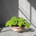 Mature Begonia microsperma with bright green pebbled leaves in an aged terracotta bowl