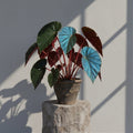 Mature Begonia pavonina peacock begonia with iridescent blue leaves in an aged clay pot