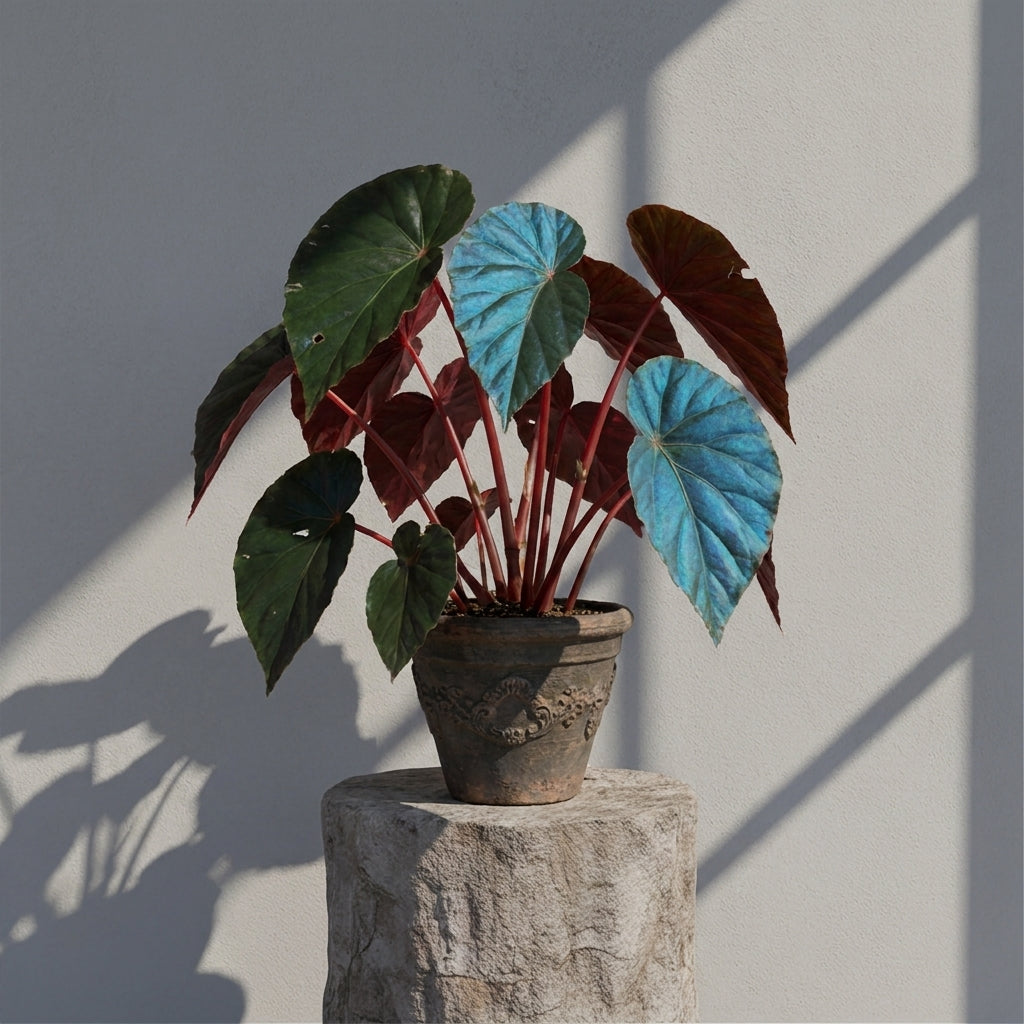 Mature Begonia pavonina peacock begonia with iridescent blue leaves in an aged clay pot
