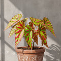 Mature Begonia Pink Lava with green leaves and hot-pink blotches in an aged terracotta pot
