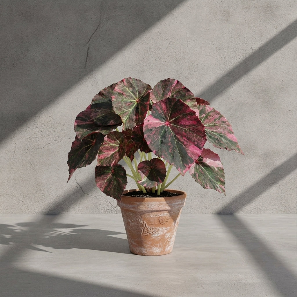 Mature Begonia Pink Rouge with dark leaves splashed in pink, in an aged terracotta pot