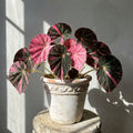 Mature Begonia Pink Rouge Super Pink with dark leaves and bright pink variegation in an aged pot