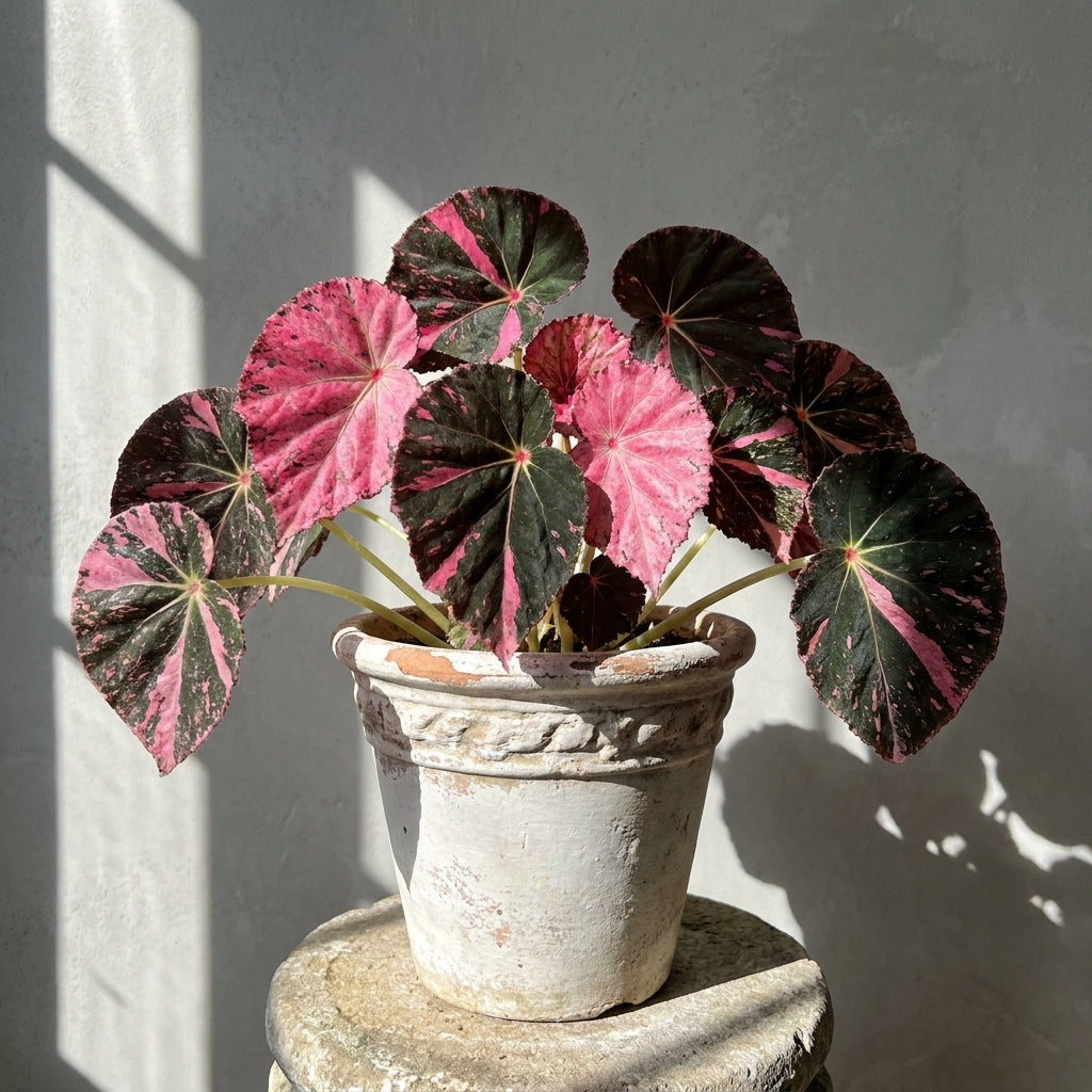 Mature Begonia Pink Rouge Super Pink with dark leaves and bright pink variegation in an aged pot