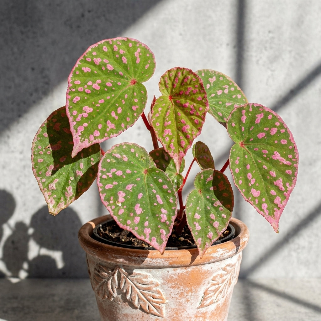 Mature Begonia roseopunctata with green leaves covered in pink blotches in an aged terracotta pot