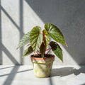 Mature Begonia roseopunctata Pakan with green leaves and small pink spots in an aged terracotta pot