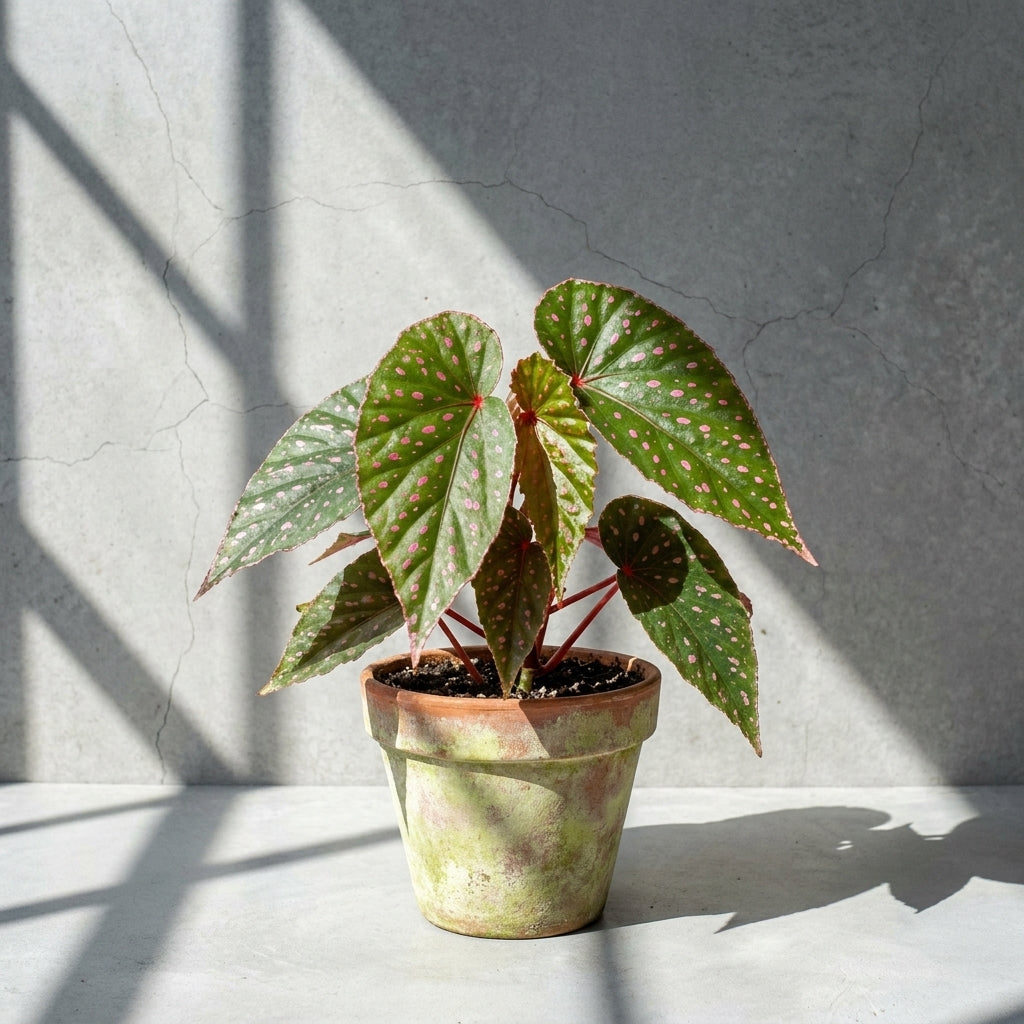 Mature Begonia roseopunctata Pakan with green leaves and small pink spots in an aged terracotta pot