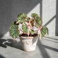 Mature Begonia Rouge Pink Variegated with green, cream and pink marbled leaves in an aged pot