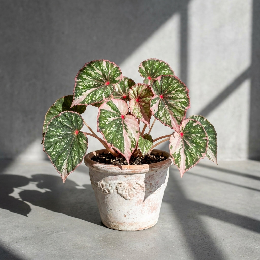 Mature Begonia Rouge Pink Variegated with green, cream and pink marbled leaves in an aged pot