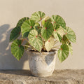 Mature Begonia Rouge Variegated with cream and green marbled leaves in an aged pot