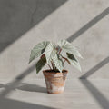 Mature Begonia Snow Leopard with frosty silver-green leaves and white spots in an aged terracotta pot