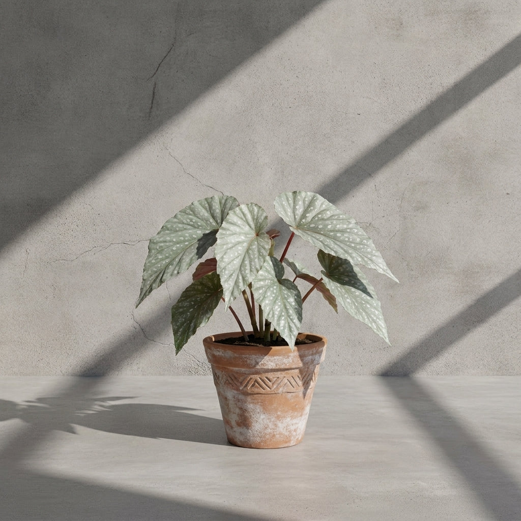 Mature Begonia Snow Leopard with frosty silver-green leaves and white spots in an aged terracotta pot
