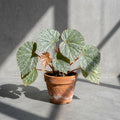 Mature Begonia Snow Rabbit with silver-frosted green leaves in an aged terracotta pot