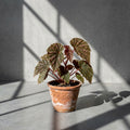 Mature Begonia sp. Hairy Spots with dark leaves and raised pink spots in an aged terracotta pot