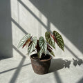Mature Begonia sp. Lampung Sumatera with silver-banded dark green leaves in an aged clay pot