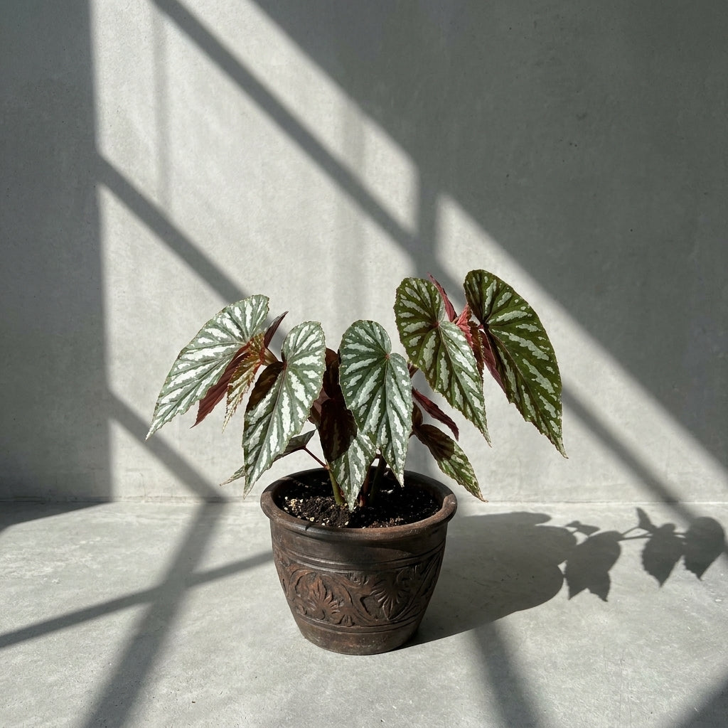 Mature Begonia sp. Lampung Sumatera with silver-banded dark green leaves in an aged clay pot