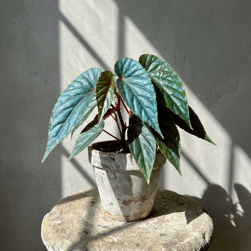 Mature Begonia sp. Temuyuk with glossy iridescent blue-green leaves in an aged pot