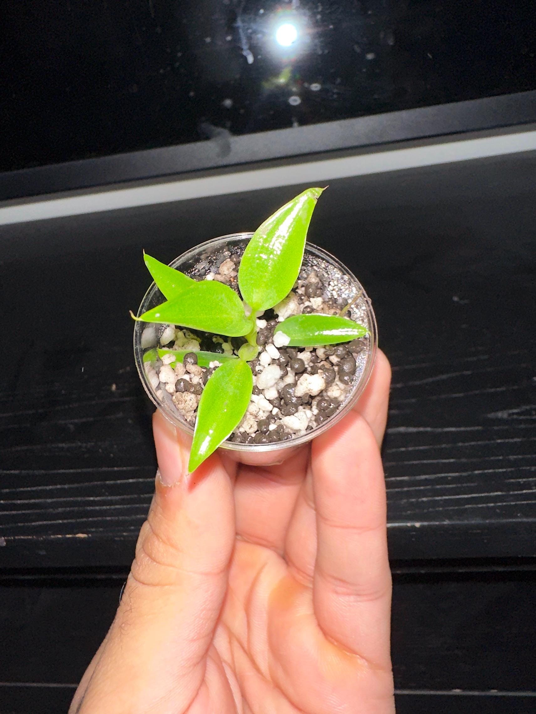 Philodendron Spiritus Sancti (Rear)