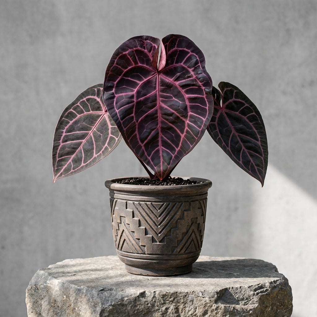 Mature Anthurium DocBlock Red Crystallinum Michelle F2 in a carved dark earthenware pot on a stone pedestal
