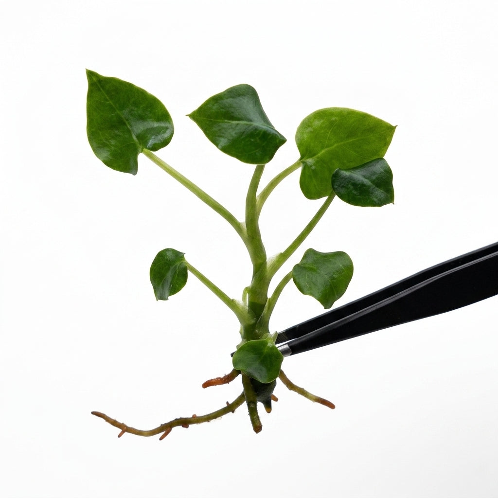 Anthurium DocBlock Red Crystallinum Michelle F2 tissue culture plantlet held with black tweezers on a white background