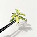 Philodendron Red Congo Variegated (Pre-Order)
