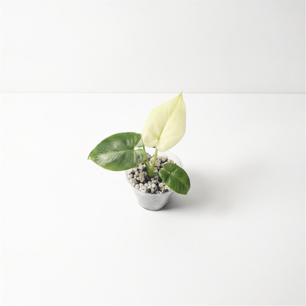 Philodendron Goeldii Mint