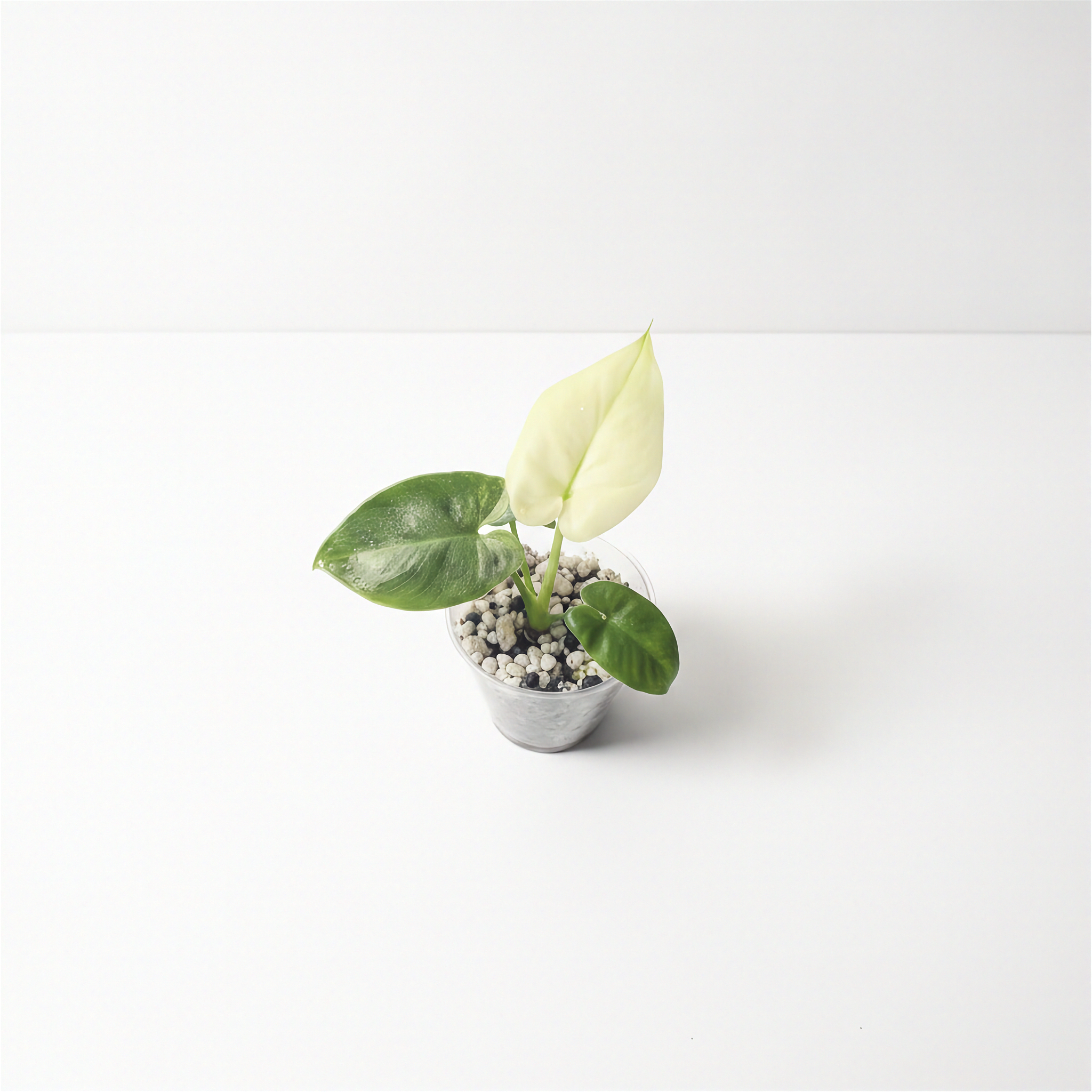 Philodendron Goeldii Mint