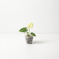 Philodendron Goeldii Mint
