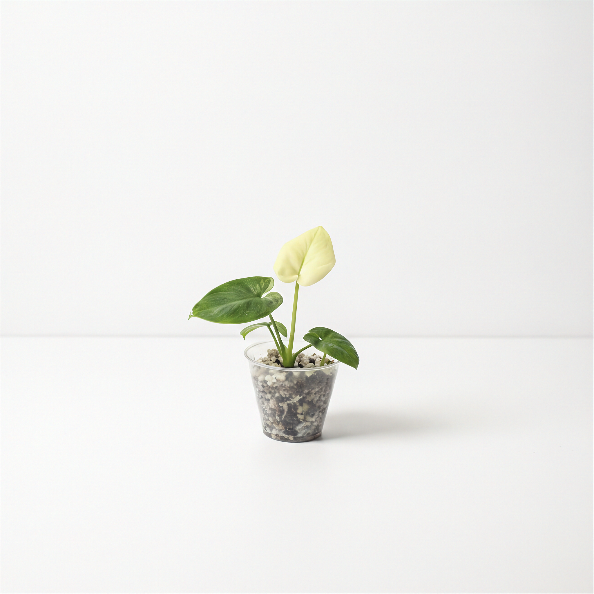 Philodendron Goeldii Mint