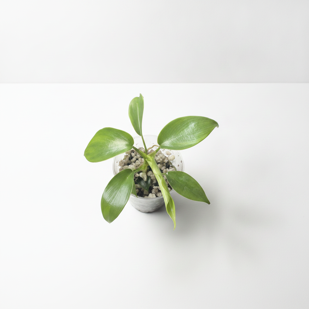 Philodendron Florida Beauty
