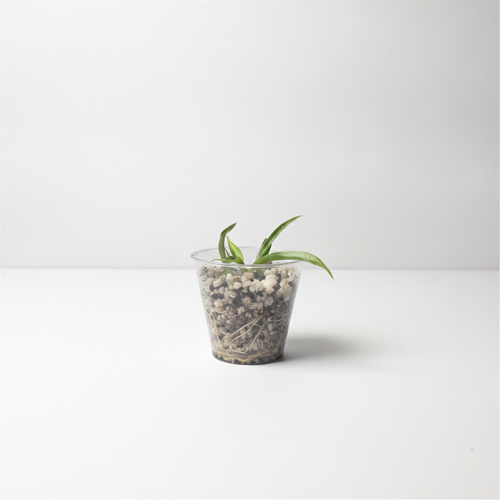 Philodendron Tortum