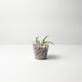 Philodendron Tortum