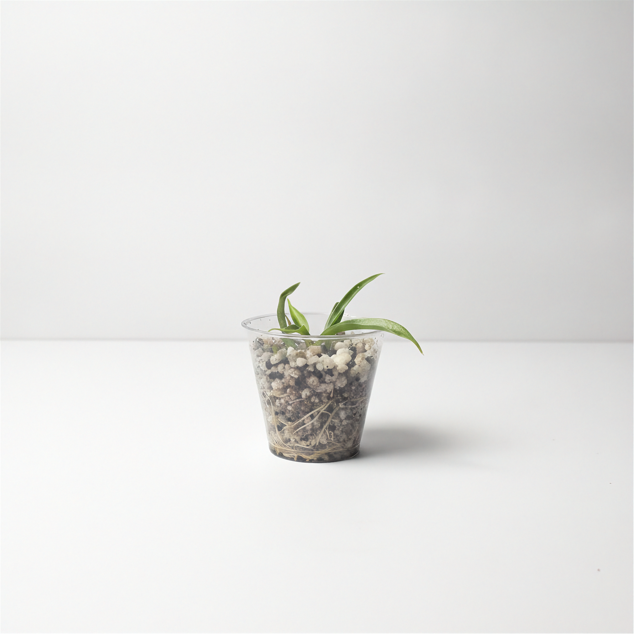 Philodendron Tortum