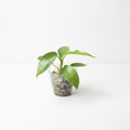 Philodendron Florida Beauty