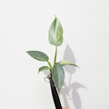 Philodendron Silver Sword Variegated