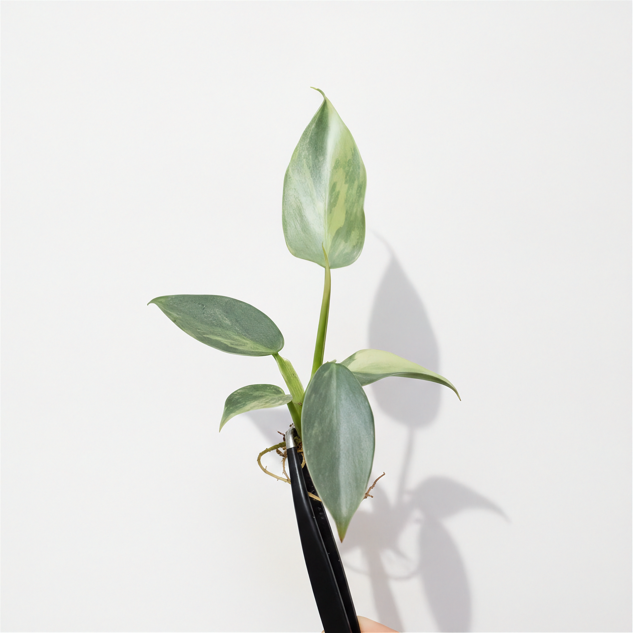 Philodendron Silver Sword Variegated