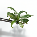 Philodendron White Wizard Tricolor Variegated