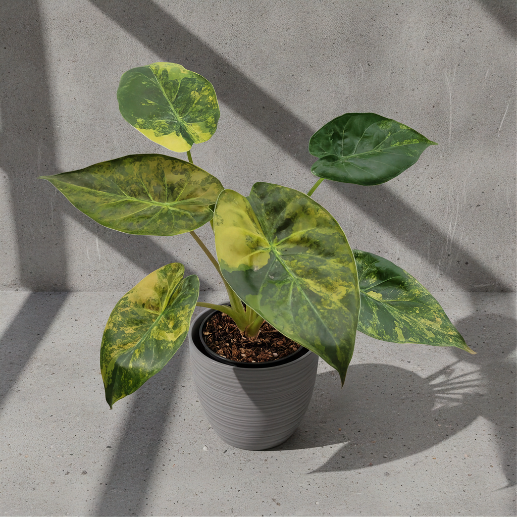 Alocasia Wentii Aurea Variegated Latte