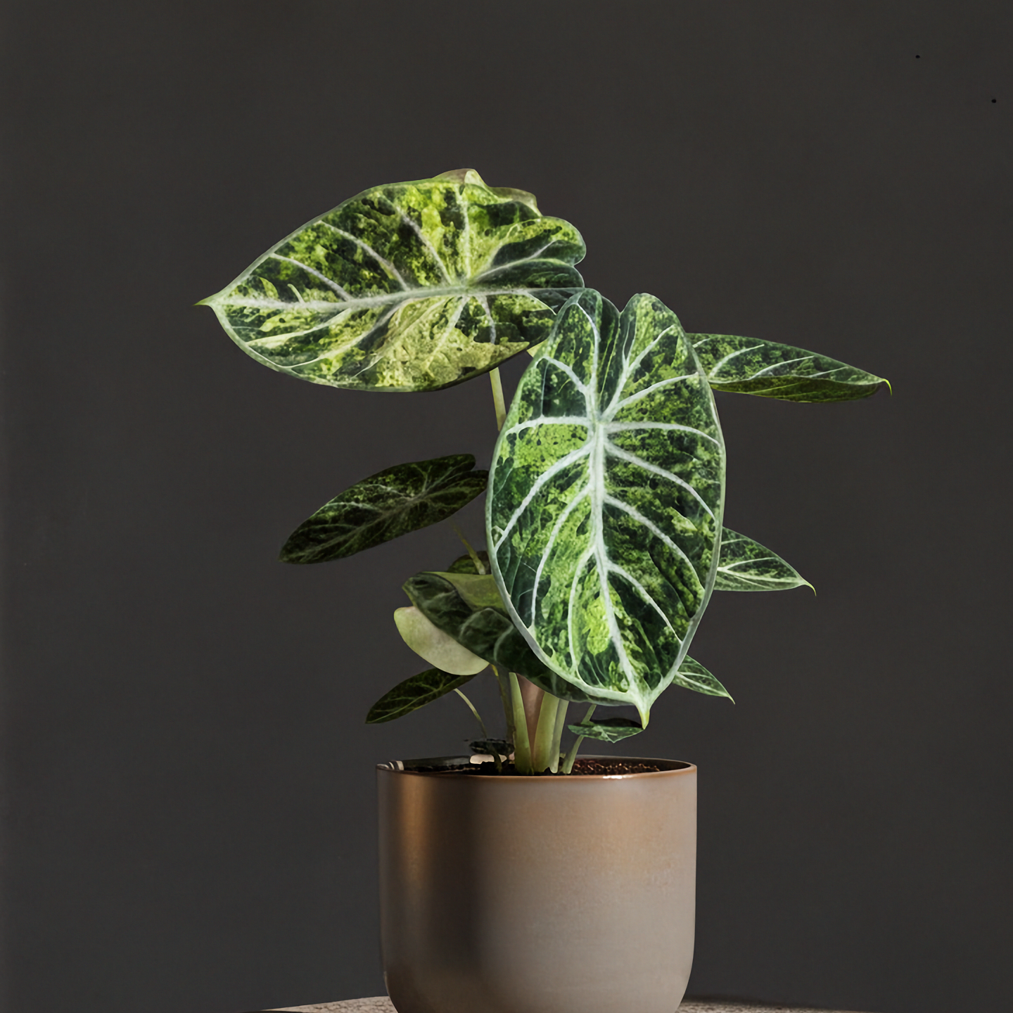 Alocasia Ninja Mint Variegated