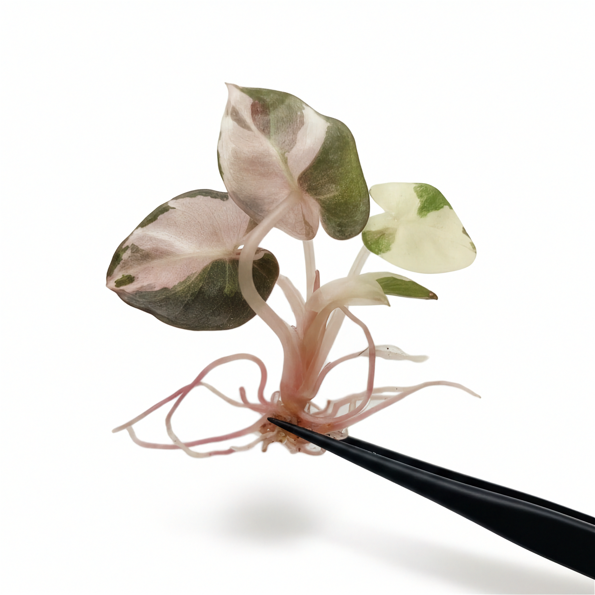 Alocasia Heart Balloon Pink Variegated
