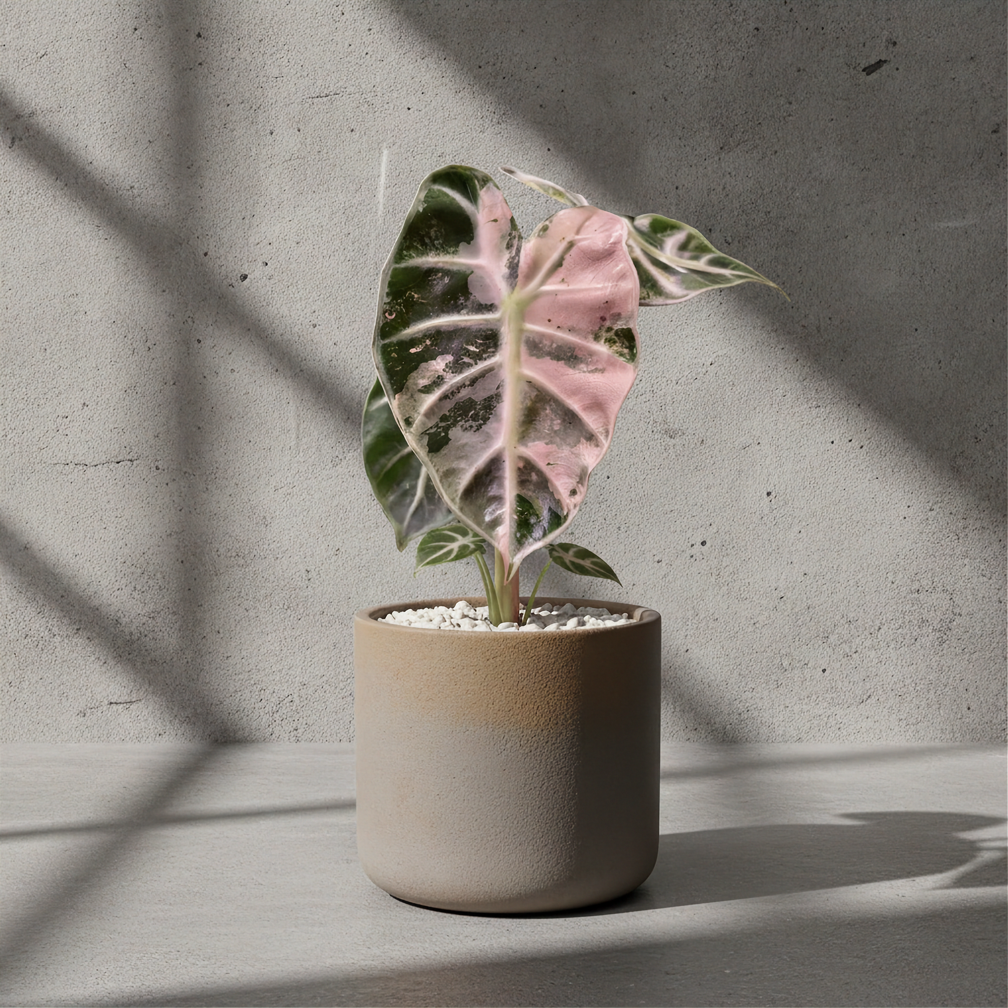 Alocasia Heart Balloon Pink Variegated