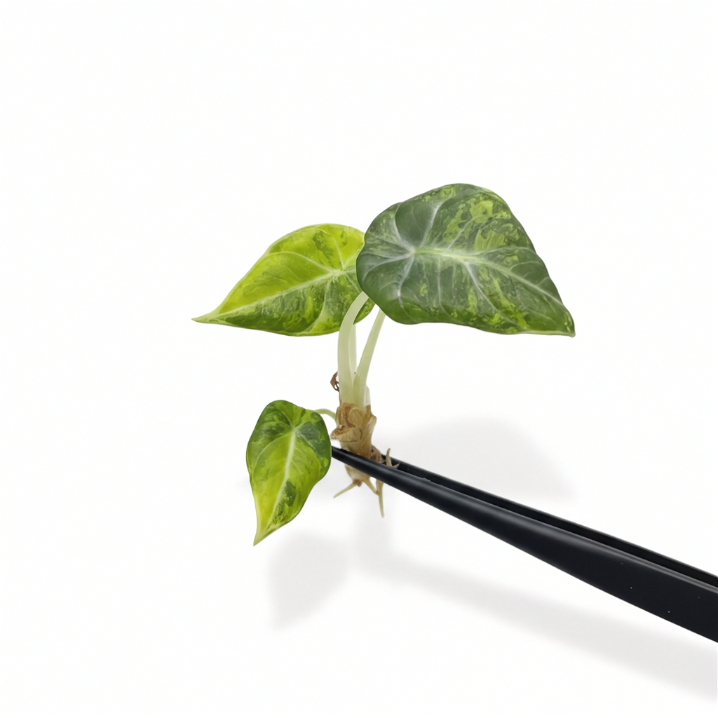 Alocasia Black Velvet Gold Variegated