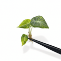 Alocasia Black Velvet Gold Variegated
