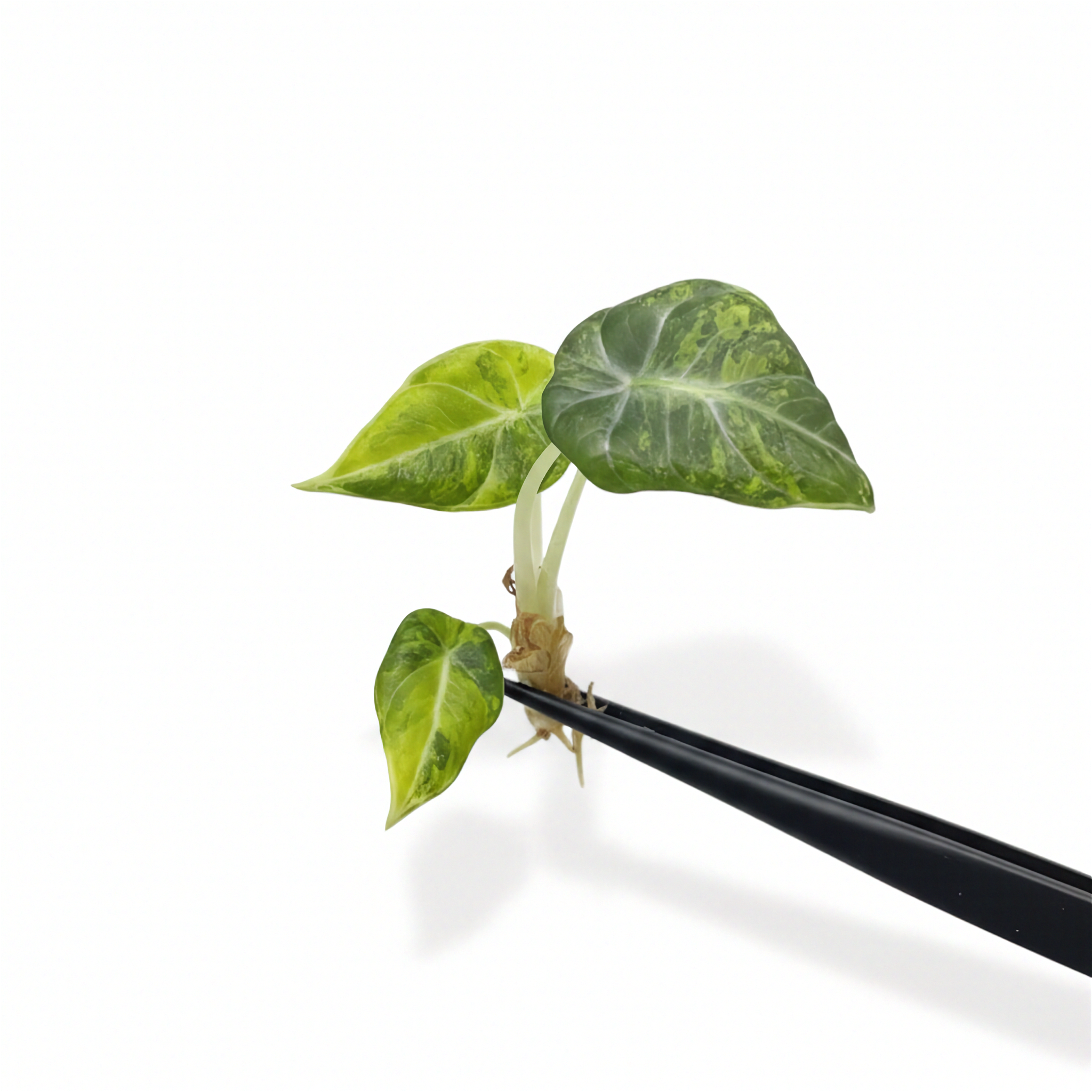 Alocasia Black Velvet Gold Variegated