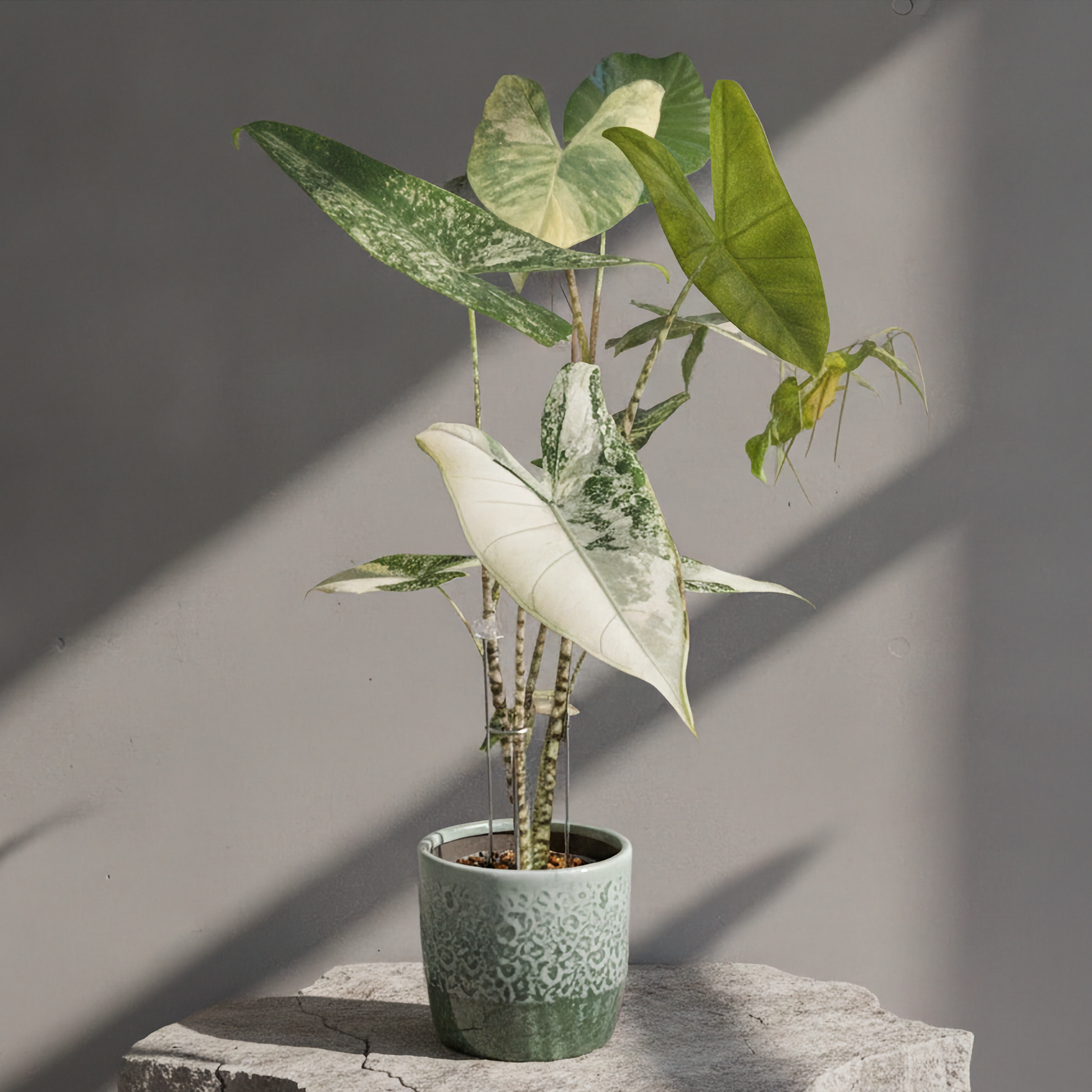 Alocasia Zebrina Mint Variegated