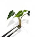 Alocasia Bambino Aurea panaché